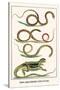 Snakes, Agama Indonedia, Ceylon, Sri Lanka-Albertus Seba-Stretched Canvas