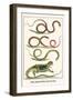 Snakes, Agama Indonedia, Ceylon, Sri Lanka-Albertus Seba-Framed Art Print