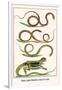 Snakes, Agama Indonedia, Ceylon, Sri Lanka-Albertus Seba-Framed Art Print