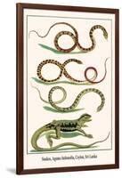 Snakes, Agama Indonedia, Ceylon, Sri Lanka-Albertus Seba-Framed Art Print