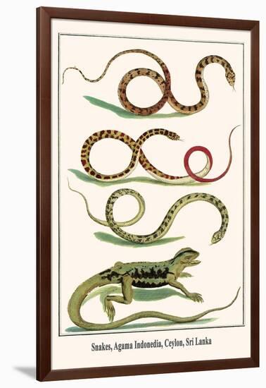 Snakes, Agama Indonedia, Ceylon, Sri Lanka-Albertus Seba-Framed Art Print