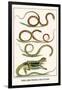 Snakes, Agama Indonedia, Ceylon, Sri Lanka-Albertus Seba-Framed Art Print