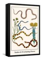 Snakes and Everlasting Flower-Albertus Seba-Framed Stretched Canvas