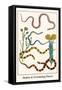 Snakes and Everlasting Flower-Albertus Seba-Framed Stretched Canvas