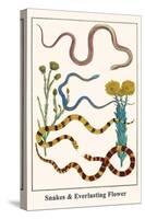 Snakes and Everlasting Flower-Albertus Seba-Stretched Canvas