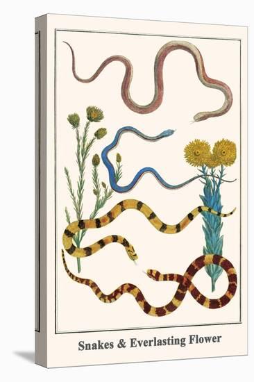 Snakes and Everlasting Flower-Albertus Seba-Stretched Canvas