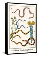 Snakes and Everlasting Flower-Albertus Seba-Framed Stretched Canvas