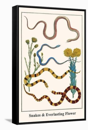Snakes and Everlasting Flower-Albertus Seba-Framed Stretched Canvas