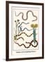 Snakes and Everlasting Flower-Albertus Seba-Framed Art Print