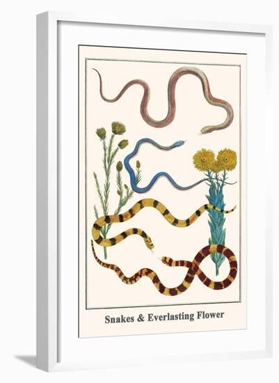 Snakes and Everlasting Flower-Albertus Seba-Framed Art Print