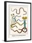 Snakes and Everlasting Flower-Albertus Seba-Framed Art Print