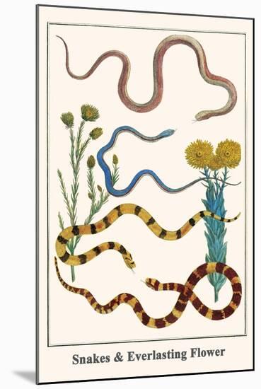 Snakes and Everlasting Flower-Albertus Seba-Mounted Art Print