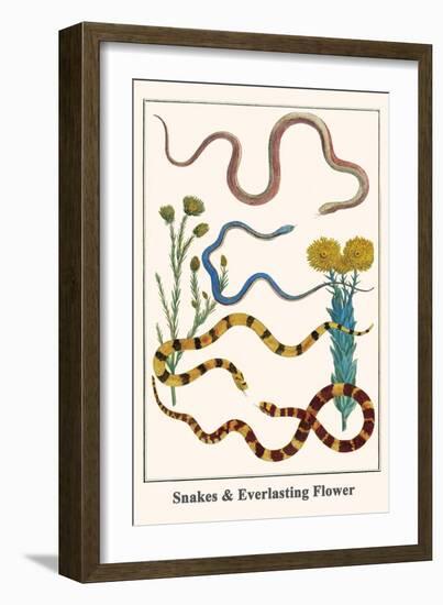 Snakes and Everlasting Flower-Albertus Seba-Framed Art Print
