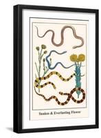 Snakes and Everlasting Flower-Albertus Seba-Framed Art Print