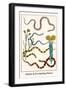 Snakes and Everlasting Flower-Albertus Seba-Framed Art Print