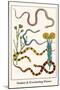 Snakes and Everlasting Flower-Albertus Seba-Mounted Art Print