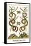 Snakes and Frogs Africa-Albertus Seba-Framed Stretched Canvas