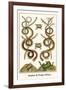 Snakes and Frogs Africa-Albertus Seba-Framed Art Print