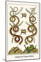 Snakes and Frogs Africa-Albertus Seba-Mounted Art Print