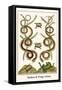 Snakes and Frogs Africa-Albertus Seba-Framed Stretched Canvas