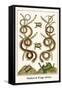 Snakes and Frogs Africa-Albertus Seba-Framed Stretched Canvas