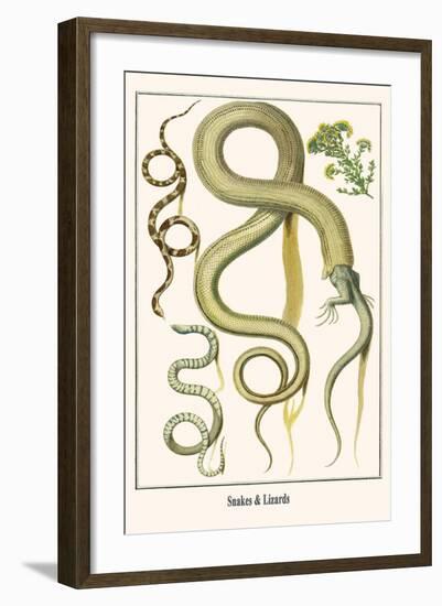 Snakes and Lizards-Albertus Seba-Framed Art Print