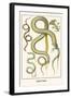 Snakes and Lizards-Albertus Seba-Framed Art Print