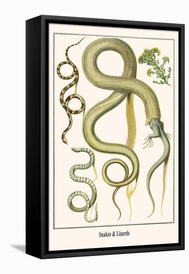Snakes and Lizards-Albertus Seba-Framed Stretched Canvas