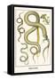 Snakes and Lizards-Albertus Seba-Framed Stretched Canvas