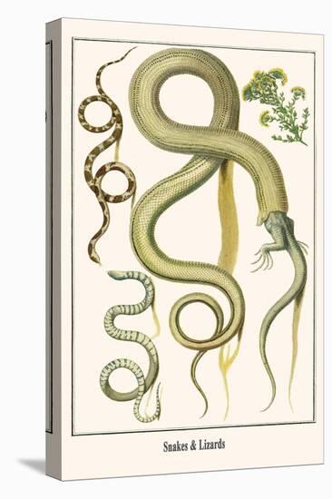 Snakes and Lizards-Albertus Seba-Stretched Canvas