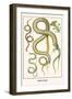 Snakes and Lizards-Albertus Seba-Framed Art Print