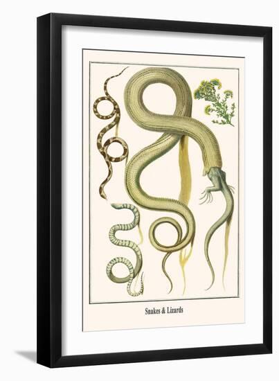 Snakes and Lizards-Albertus Seba-Framed Art Print