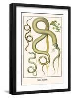 Snakes and Lizards-Albertus Seba-Framed Art Print