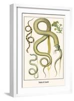 Snakes and Lizards-Albertus Seba-Framed Art Print