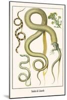 Snakes and Lizards-Albertus Seba-Mounted Art Print