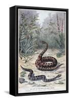 Snakes and Poisonous Plants, 1897-F Meaulle-Framed Stretched Canvas