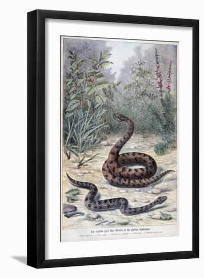 Snakes and Poisonous Plants, 1897-F Meaulle-Framed Giclee Print