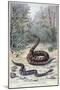 Snakes and Poisonous Plants, 1897-F Meaulle-Mounted Giclee Print