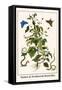 Snakes and Swallowtail Butterflies-Albertus Seba-Framed Stretched Canvas