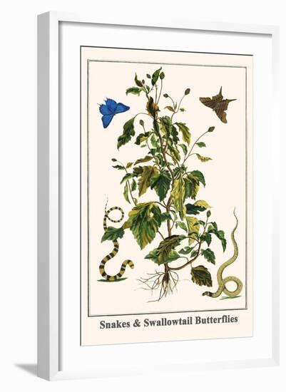 Snakes and Swallowtail Butterflies-Albertus Seba-Framed Art Print