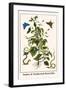 Snakes and Swallowtail Butterflies-Albertus Seba-Framed Art Print
