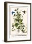 Snakes and Swallowtail Butterflies-Albertus Seba-Framed Art Print