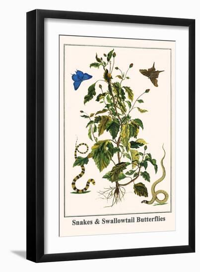 Snakes and Swallowtail Butterflies-Albertus Seba-Framed Art Print