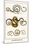 Snakes, Blunt Headed Tree Snake-Albertus Seba-Mounted Art Print