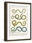 Snakes, from Java, Martinique and Cuba, Asian Lognose Whipsnake-Albertus Seba-Framed Art Print