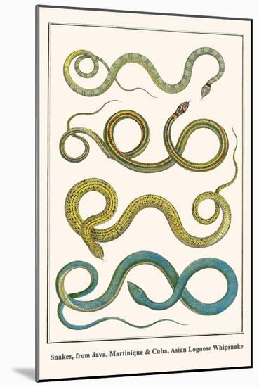 Snakes, from Java, Martinique and Cuba, Asian Lognose Whipsnake-Albertus Seba-Mounted Art Print