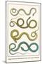 Snakes, from Java, Martinique and Cuba, Asian Lognose Whipsnake-Albertus Seba-Mounted Art Print