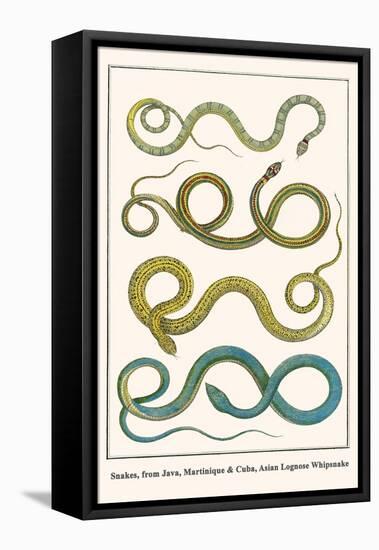 Snakes, from Java, Martinique and Cuba, Asian Lognose Whipsnake-Albertus Seba-Framed Stretched Canvas