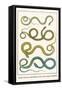 Snakes, from Java, Martinique and Cuba, Asian Lognose Whipsnake-Albertus Seba-Framed Stretched Canvas