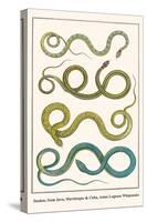 Snakes, from Java, Martinique and Cuba, Asian Lognose Whipsnake-Albertus Seba-Stretched Canvas